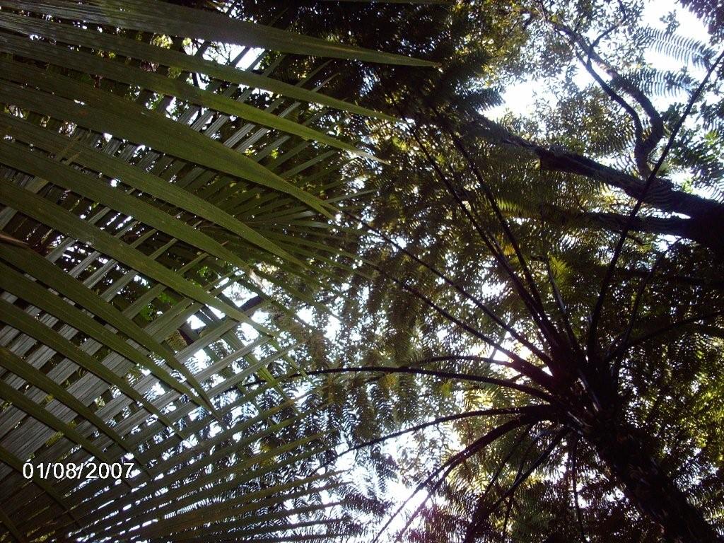 Native Ferns